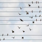 birds moving between lines as metaphor for change
