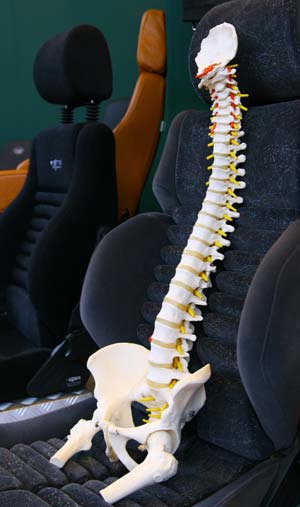 Human spine – back pain from driving