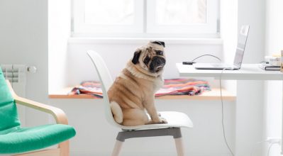 (alt="a Pug dog sitting at a desk, art home")