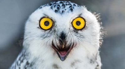 close-up of owl eyes