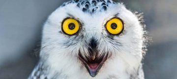 close up of owl eyes