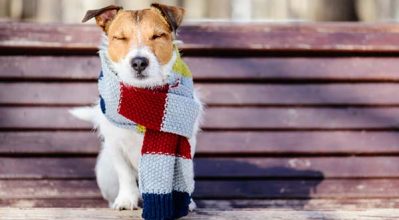 dog wearing scarf looking cosy