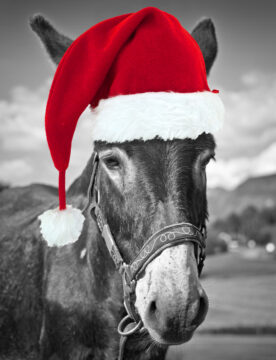 (alt= a donkey wearing a red and white Christmas hat